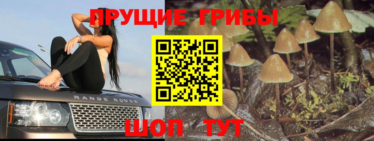 Калининград  Псилоцибиновые грибы GOLDEN TEACHER  Вход с VPN 